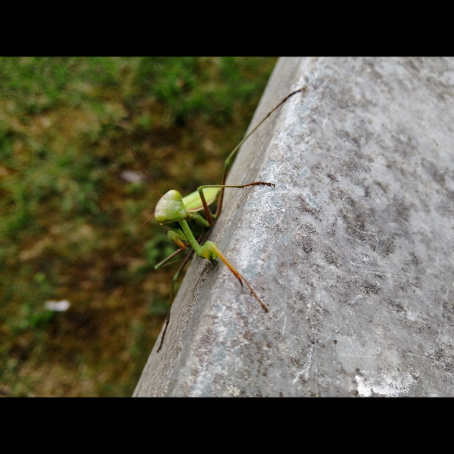 Entre naturel et artificiel